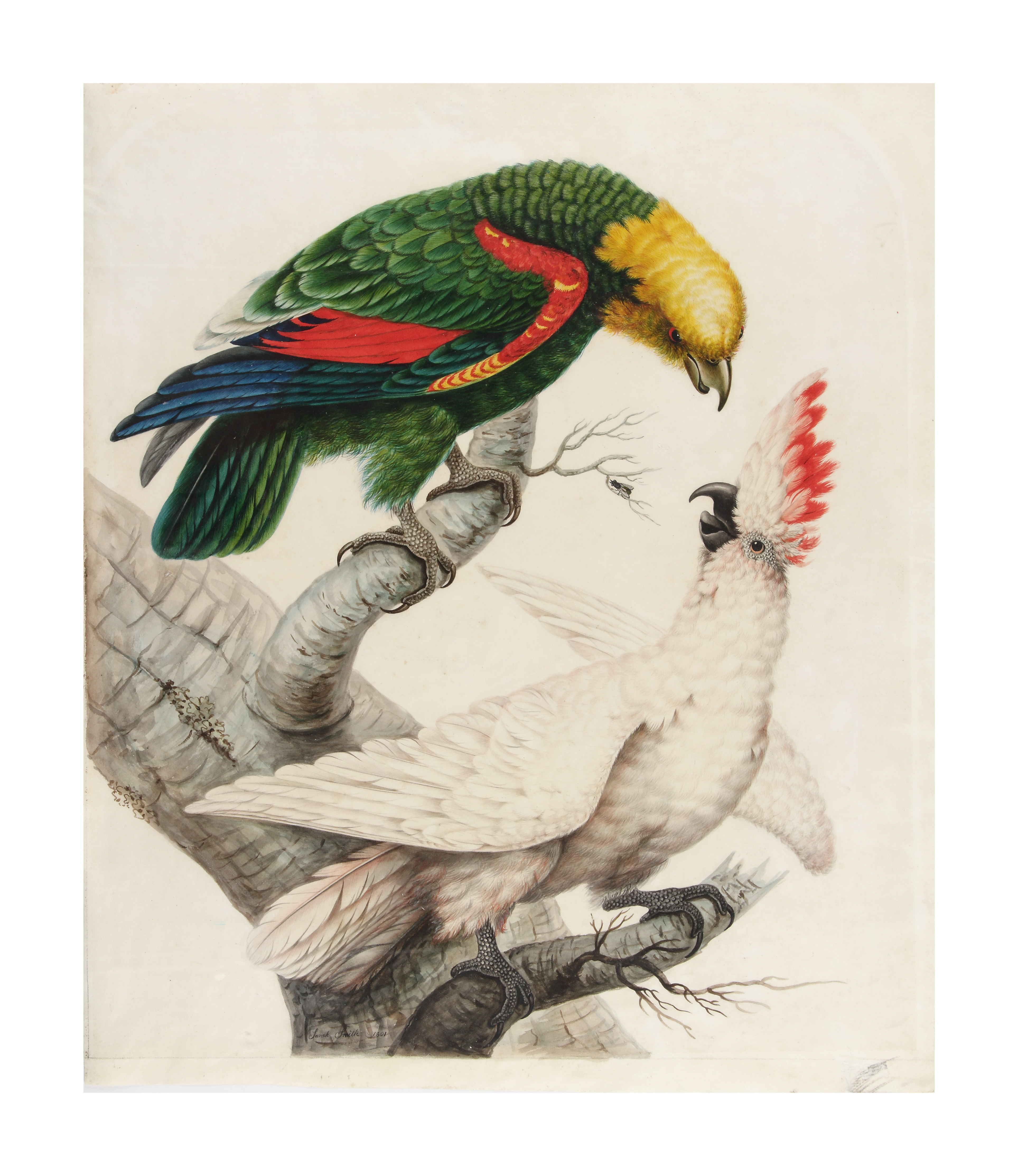 Sarah Stone (1760 - 1844) 